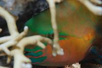 piet (57)